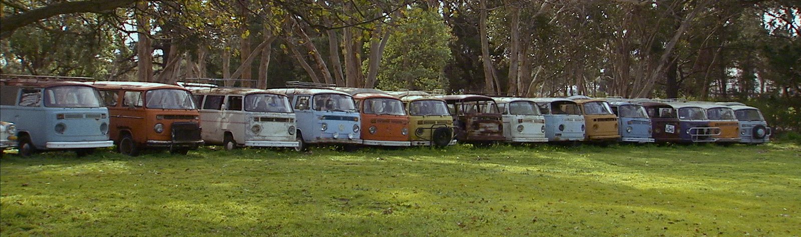 A long line of Kombis parked on grass beneath gum trees